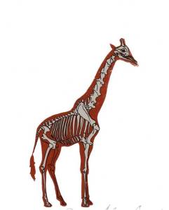 osteoporosisi girafa